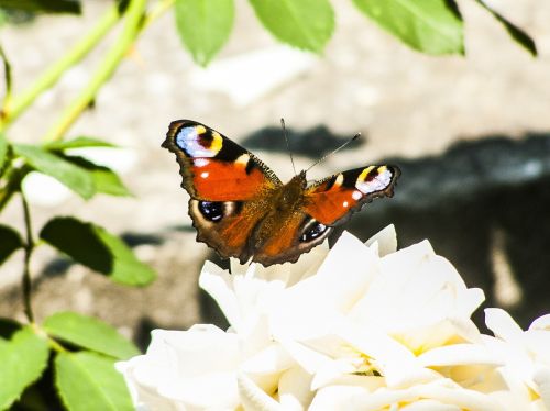 butterfly insect