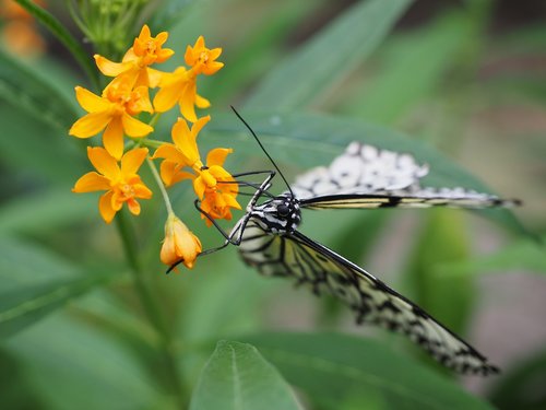 butterfly  white black  white baumnymphe