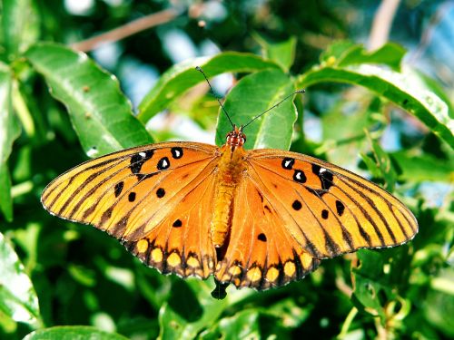 butterfly animal nature