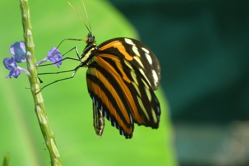 butterfly  nature  insect