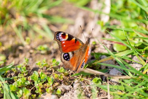 butterfly  insect  nature