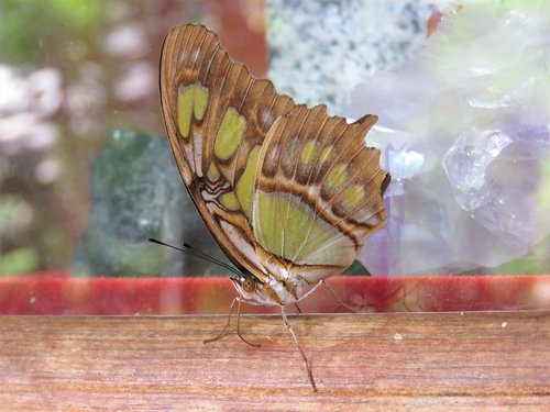 butterfly  closeup  insect