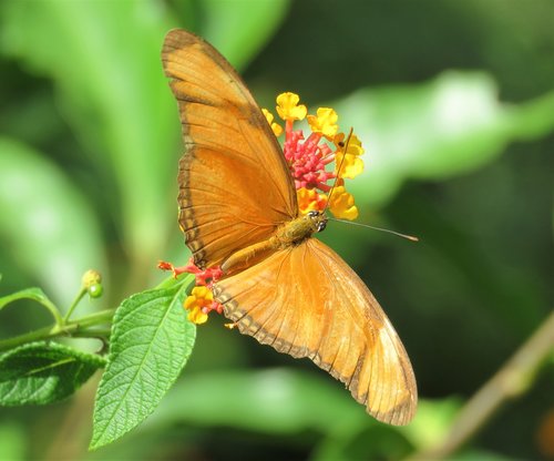 butterfly  orange  butterflies