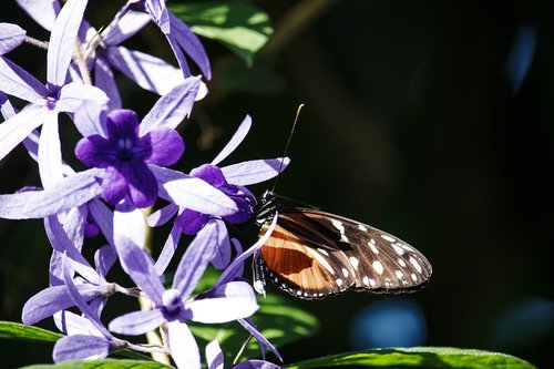 butterfly  animal  animal world