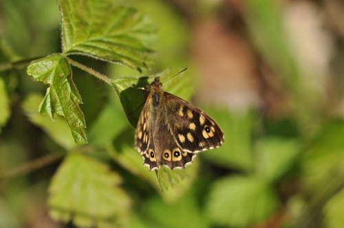 butterfly  speckled wood  bug