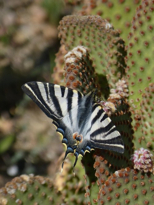 butterfly  butterfly cebrada  beauty