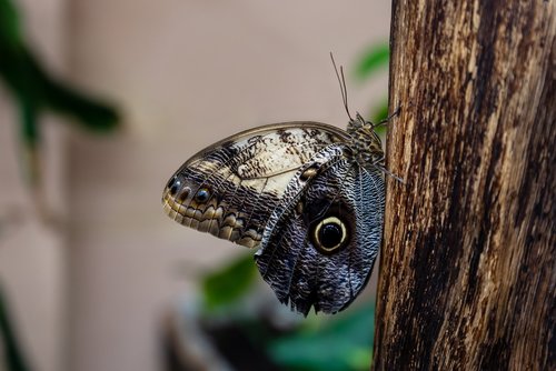 butterfly  motýlárium  green