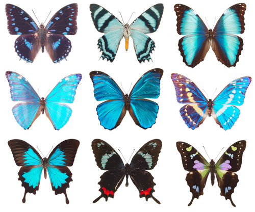butterfly  collection of butterflies  wings