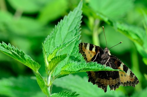 butterfly  summer  nature