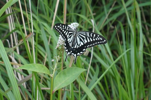 butterfly  nature  insect