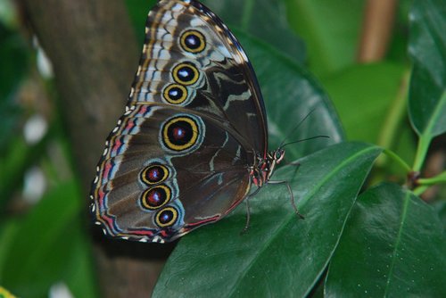butterfly  sky butterfly  blue morphofalter