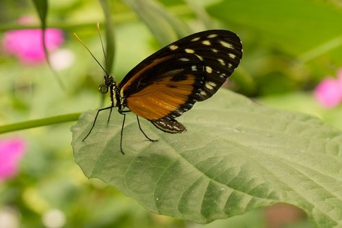 butterfly  brown  black