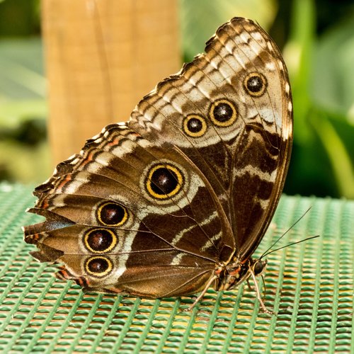 butterfly  brown  wing