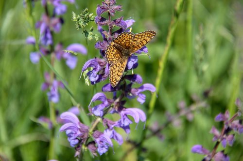 butterfly  pre  nature