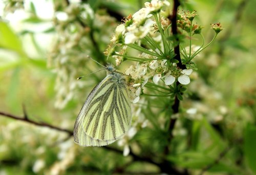 butterfly  insect  kapustnik