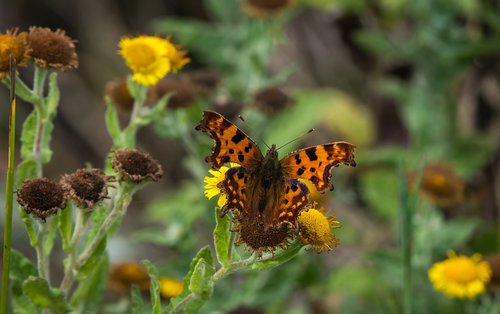 butterfly  comma  nature