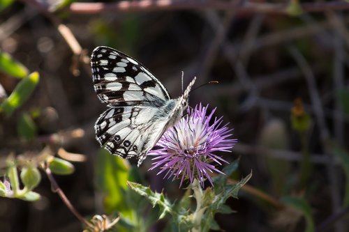 butterfly  chessboard  white