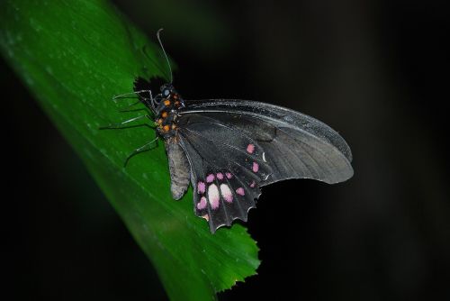 butterfly insect wing