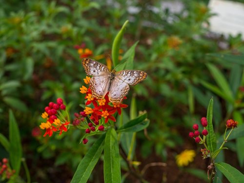 butterfly  monarch  flora