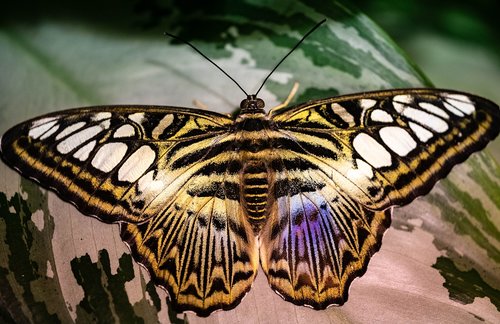 butterfly  wings  insect