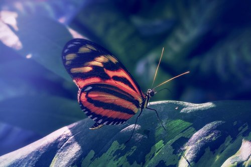 butterfly  tropical  edelfalter
