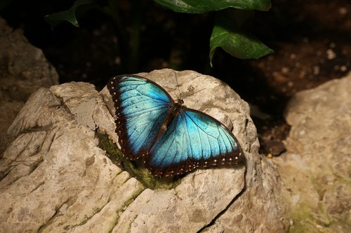 butterfly  blue  morpho