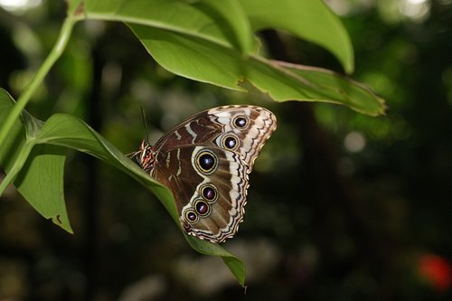 butterfly  bug  butterflies