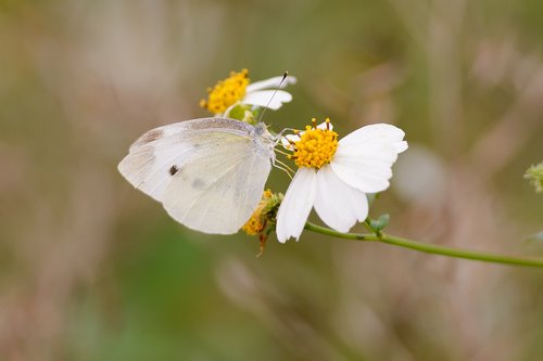 butterfly  nature  flower