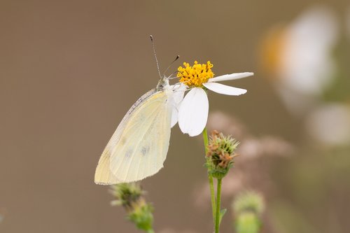 butterfly  nature  flower