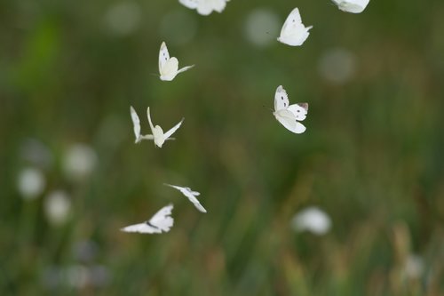 butterfly  nature  flower