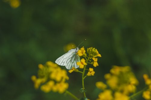 butterfly  white  grass