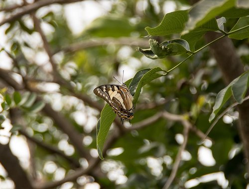 butterfly  tailed emperor  polyura sempronius