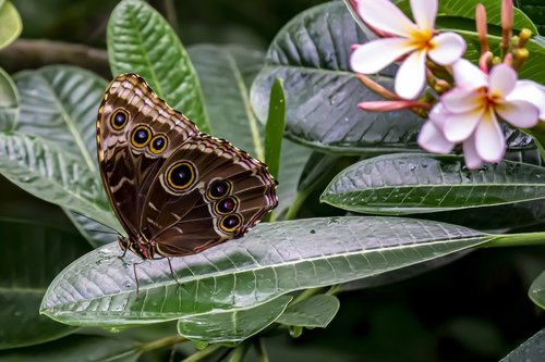 butterfly  nature  plant