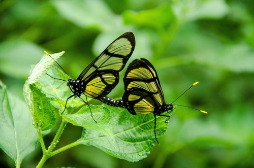 butterfly  pair  tropical