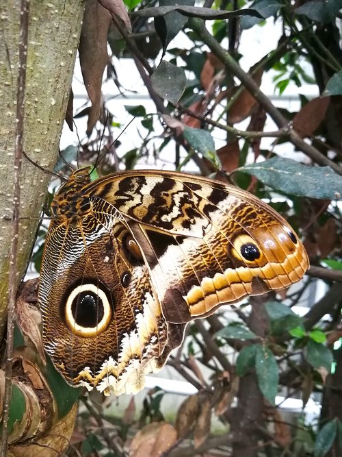 butterfly  tropical  eye