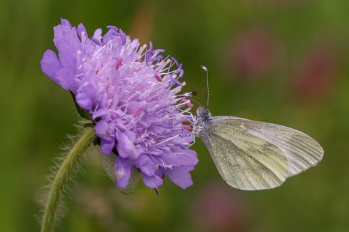 butterfly  flower  insect