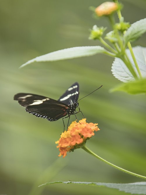 butterfly  insect  nature