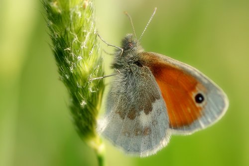 butterfly  woesenvögelchen  orange