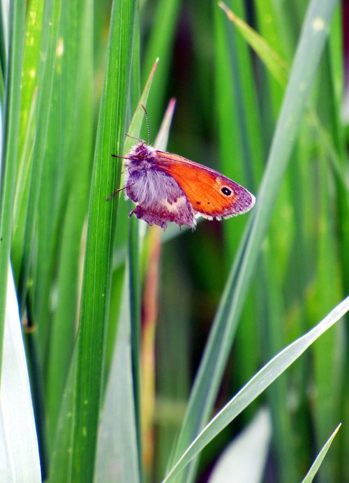 butterfly  grass  spring
