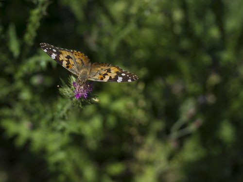 butterfly  flower  insect