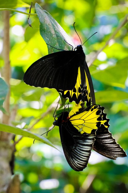 butterfly  beautyfull  bali