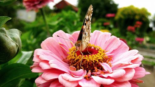 butterfly flower beauty