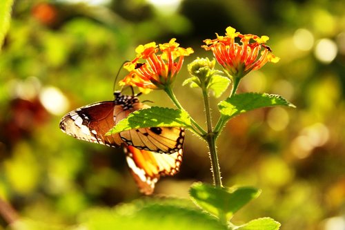 butterfly  animal  nature