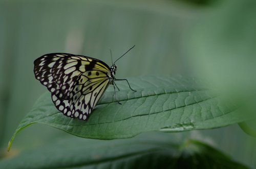 butterfly  leaf  wing