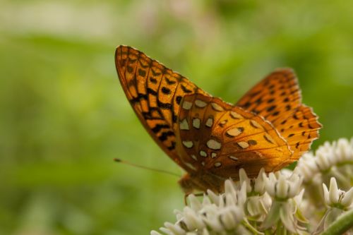 butterfly shapes pattern