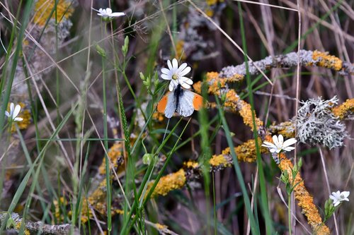 butterfly  oranjetipje  nature