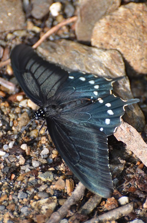 butterfly  pipevine swallowtail butterfly  black butterfly