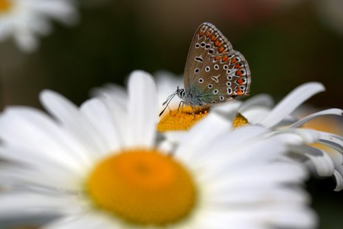 butterfly  daisy  insecta