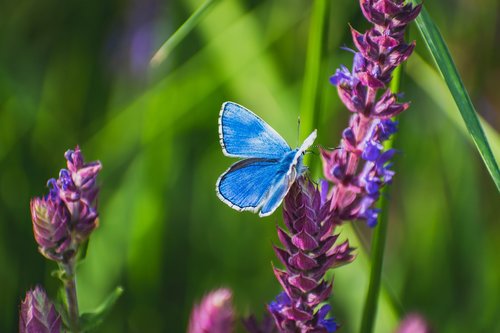 butterfly  animal  insect