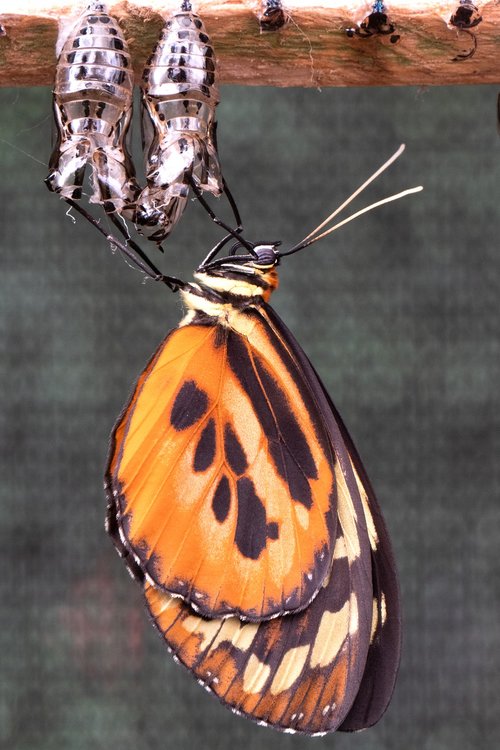 butterfly  hatch  insect